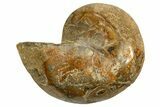 Cut & Polished Jurassic Nautilus Fossil (Half) - Madagascar #339273-1